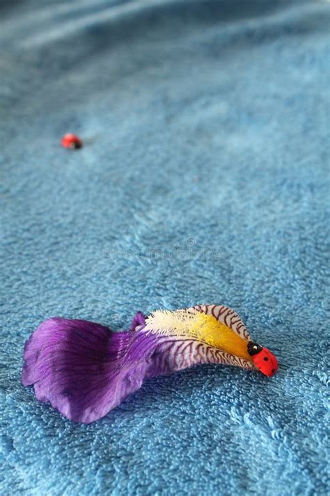 Close Up On Ladybird Climbing On Iris Flower On Blue Backgrounds Stock