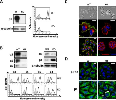 Knockout Of In Mda Mb Cells Altered Cell Morphology And The