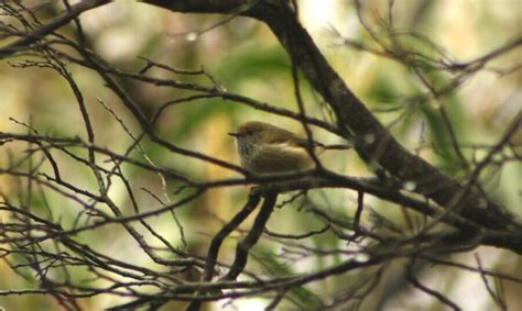 Brown Thornbill From Cleland SA 5152 Australia On April 28 2023 At 08