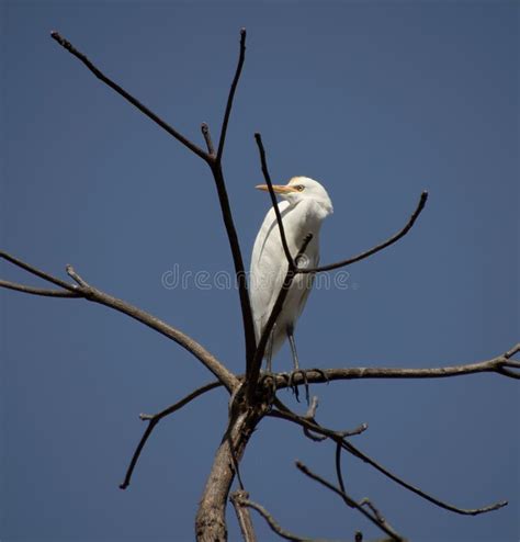 Un Ave Garza Sentada En Una Rama De árbol Mirando a Un Lado Imagen de