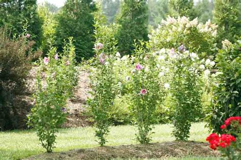 Hibiscus Syriacus Purple Pillar Rose Of Sharon Key Facts