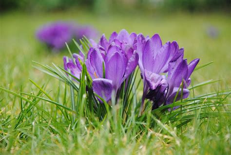 Krokus Blommor