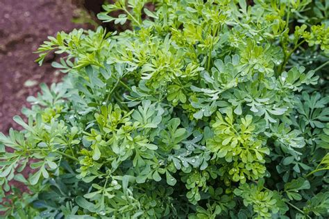 Em Busca De Prosperidade Estas Plantas Podem Atra La Para Sua Casa