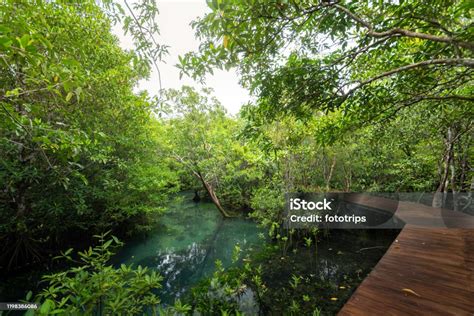 Wood Floor With Bridge In The Forest In Mangrove Forest Mangrove ...