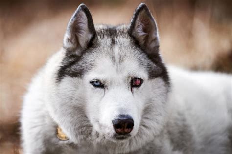 Siberian Husky Dog with Eye Injury Close Up Portrait Beautiful Husky ...