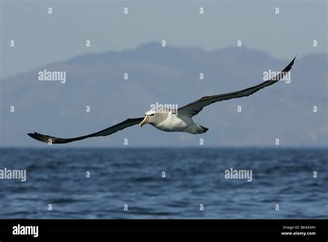 A flying Grey-headed Albatross Stock Photo - Alamy