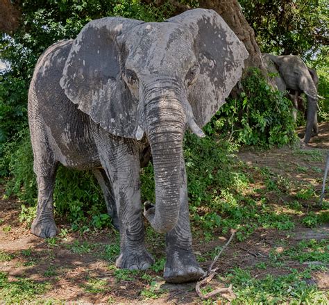 Loxodonta Africana African Savanna Elephan Flickr