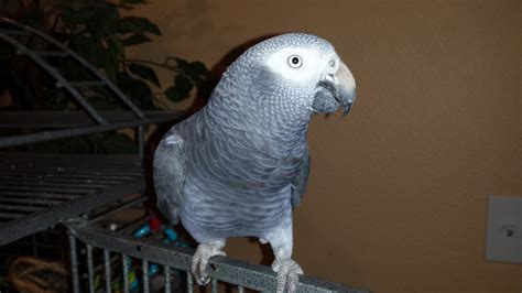 Whizzer African Grey Available For Adoption Florida Parrot Rescue Florida Parrot Rescue