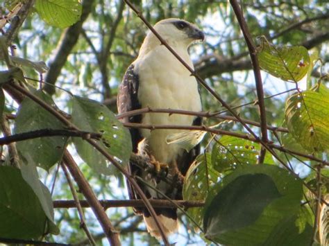 Hawks And Osprey In Belize Belize Budget Suites Belize Budget Suites