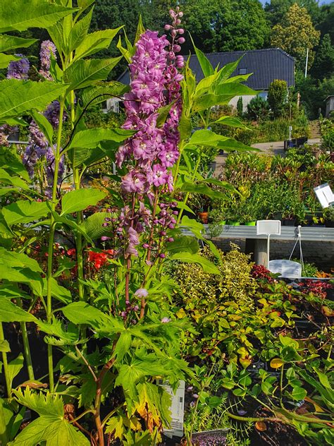 Ridderspore (Delphinium Pacific Magic Fountain Lillarosa) - Fuchsiahaven