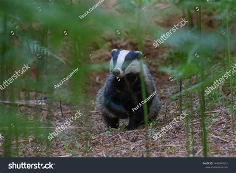 Badger Meles Meles Portraitclose Surrounded By Stock Photo 1445949521