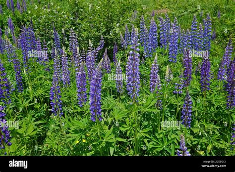 Lupino De Hoja Ancha Lupinus Polyphyllus Fotografías E Imágenes De Alta