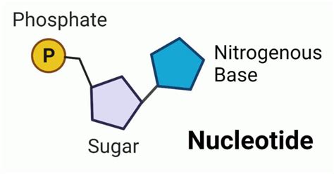 Nucleotide: Structure, Types, and Biological Functions