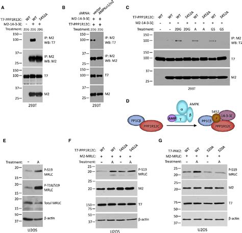 AMPK Phosphorylation Of PPP1R12C And PAK2 Affects The Interaction