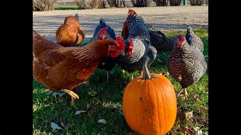 Do Pumpkins Actually Deworm Chickens YouTube