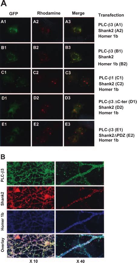 Clustering Of PLC 3 With Shank2 Mediated By Homer 1b Requires PDZ