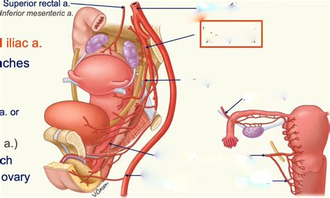 Ovarian Artery