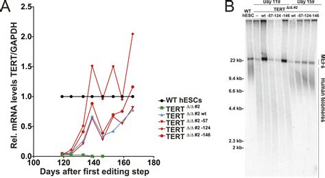 Figures And Data In Cancer Associated Tert Promoter Mutations Abrogate