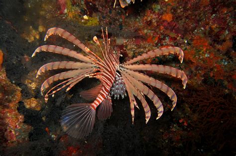 pterois