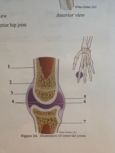 Synovial Joint Flashcards Quizlet