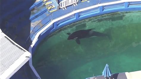 Miami Seaquariums Famed Orca Lolita Retires Youtube