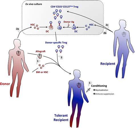 A Regulatory T Cell Hematopoietic Chimerism Based Protocol For