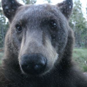 managing human bear interactions bears  national park service