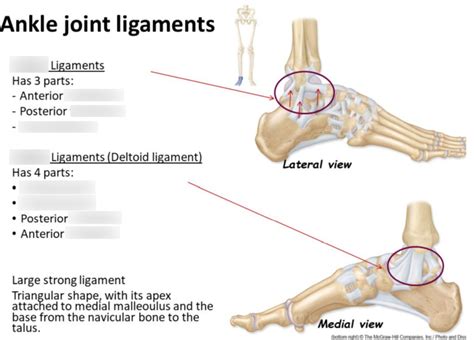 Ankle Joint Ligaments Diagram | Quizlet