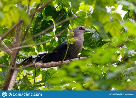 Green Billed Malkoha Phaenicophaeus Tristis Non Parasitic Cuckoo