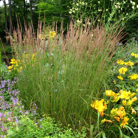 Calamagrostis Acutiflora Karl Foerster Multiplants