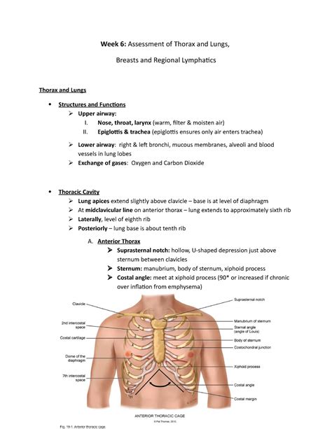 Thorax Lungs Breasts And Lymphatics Week Assessment Of Thorax