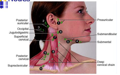 Preauricular Lymph Node Yahoo Image Search Results Nursing Assessment