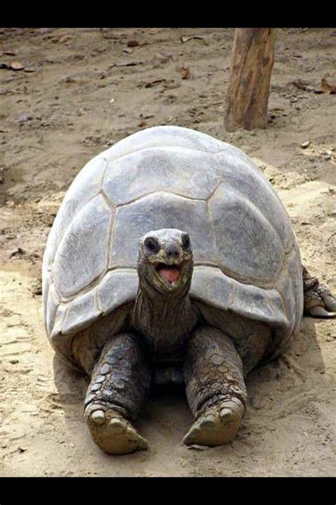 Smiling Turtle Cute Pinterest Happy Turtles And Happy Turtle