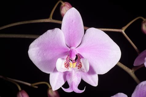 Phalaenopsis schilleriana | North Carolina Extension Gardener Plant Toolbox