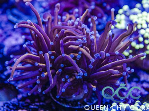 Green Light Torch Queen City Corals