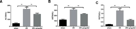 Figure From Effect And Mechanism Of Propofol In Hepatic Ischemia