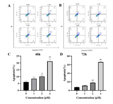 A Annexin V FITC PI Detected Apoptosis Of PC 3 Cells Treated With