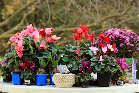 Cyclamen Persicum Aracter Sticas Y Cuidados