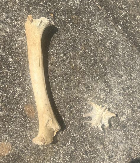 2 bones found in a woodland near a GA lake— ID? : r/bonecollecting