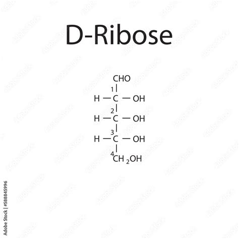 Straight Chain Form Chemical Structure Of D Ribose Sugar Scientific