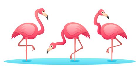 Conjunto De Flamencos En Varias Poses Ilustraci N De Dibujos Animados