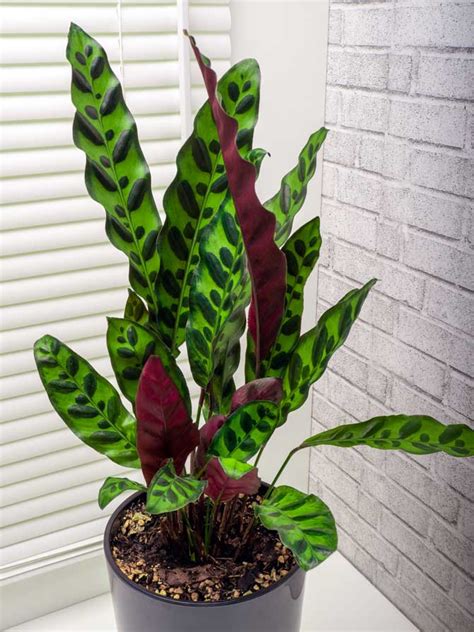 Calathea Rattlesnake Plant Care And Grow Guide Geeky Greenhouse