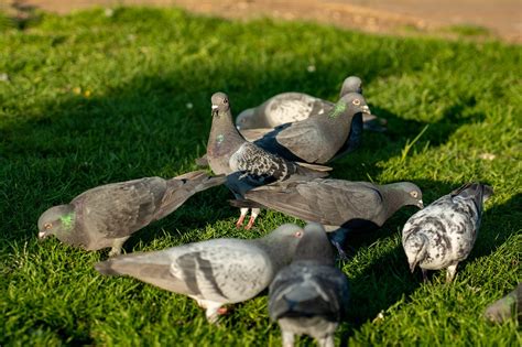 Pigeons Pelouse Des Oiseaux Photo Gratuite Sur Pixabay Pixabay