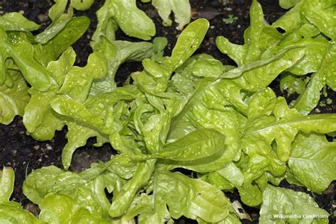 Pfl Cksalat Sorten F R Deinen Garten