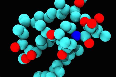 What is rapamycin? | New Scientist