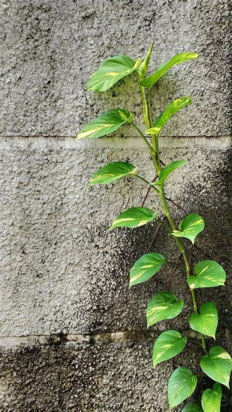 Epipremnum Aureum Conhecido Como Hera Do Diabo Pode Rastejar Na