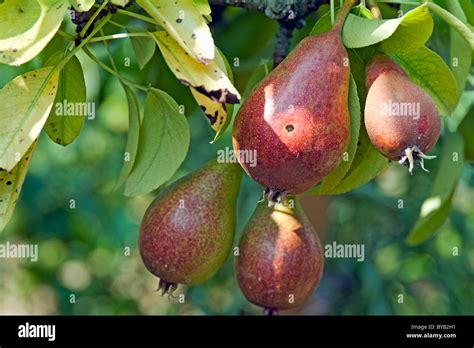 Frutta Frutta Pere Immagini E Fotografie Stock Ad Alta Risoluzione Alamy