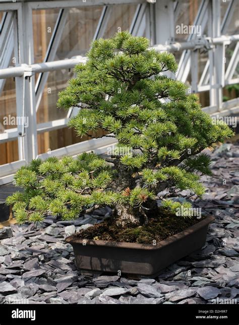 Bonsai Tree Japanese White Pine Pinus Parviflora Pinaceae Japan