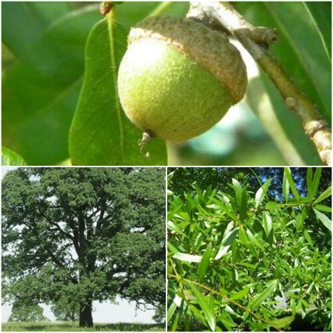 Live Plants Oak Trees Diamond Swamp Laurel Quercus Laurifolia Saplings