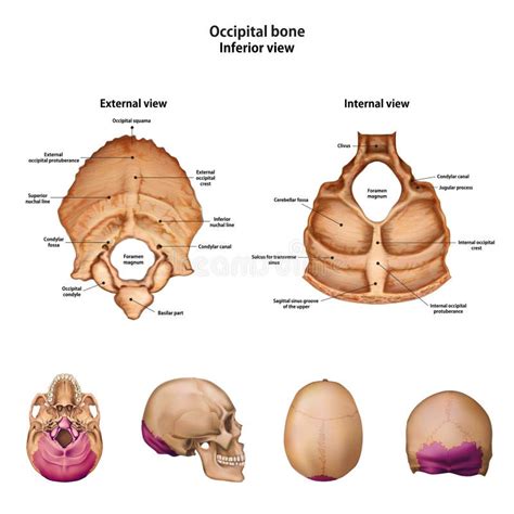 Occipital Bone. with the Name and Description of All Sites. Stock Illustration - Illustration of ...